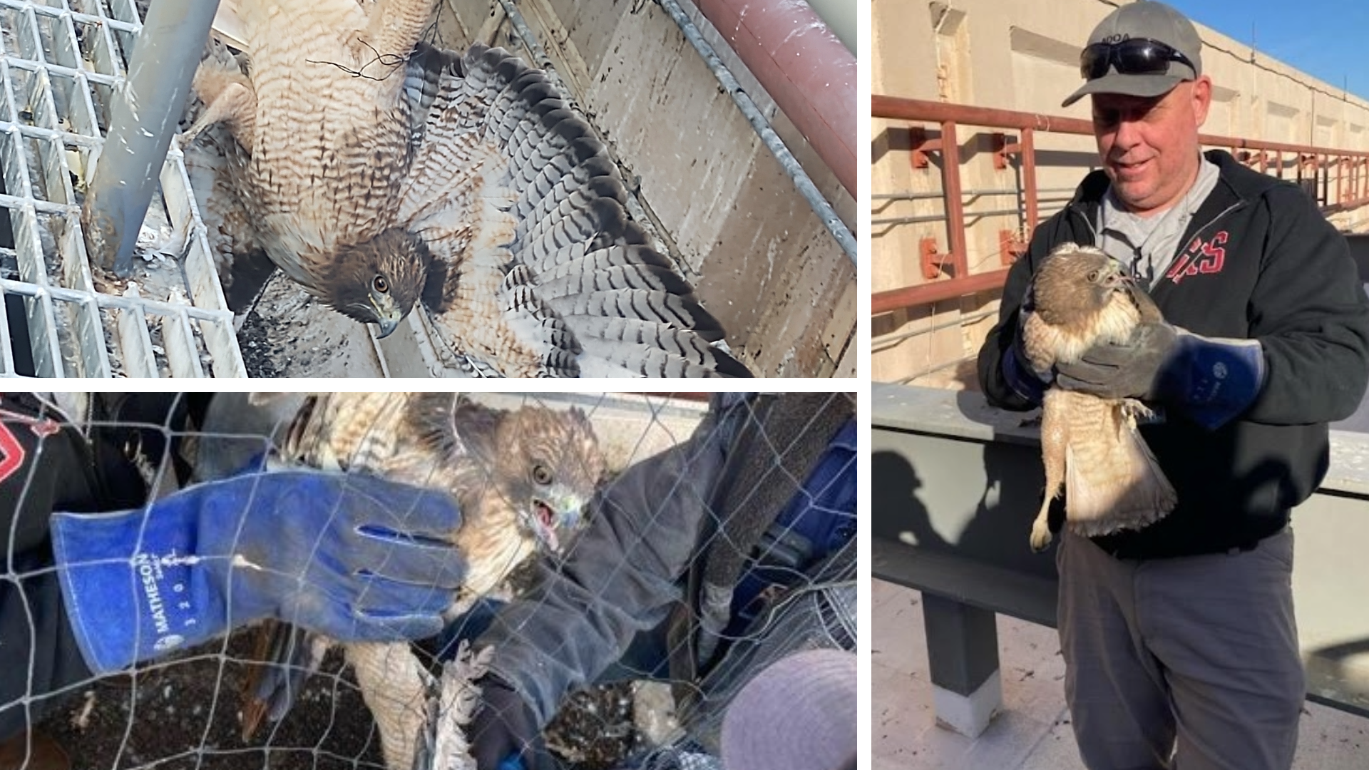 image collage of the The ADOA General Services team rescuing a red tail hawk.